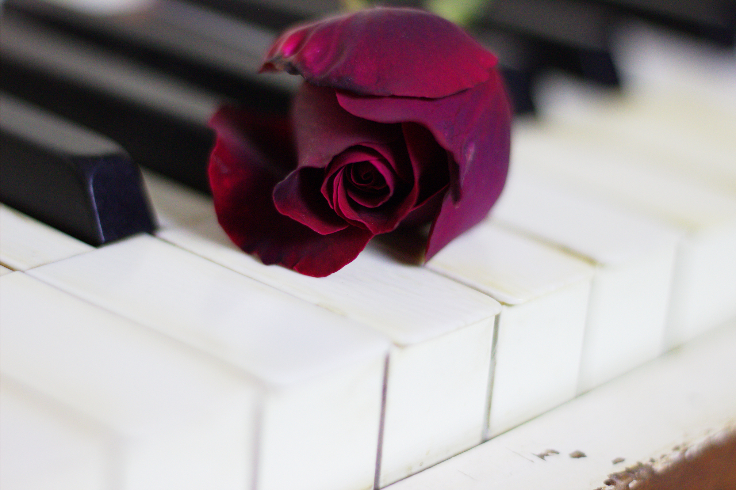Red Rose on piano keys