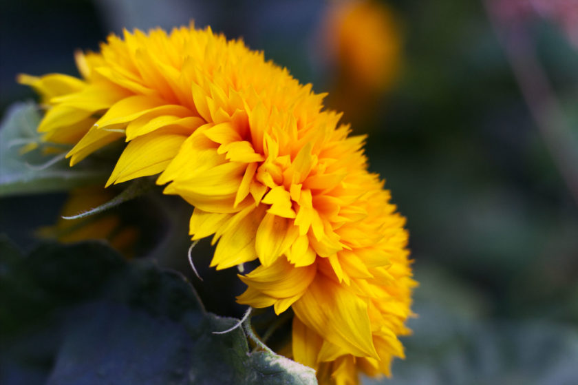 Yellow Sunflower Profile_0148