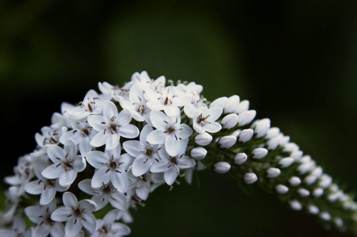 White Small Flowers
